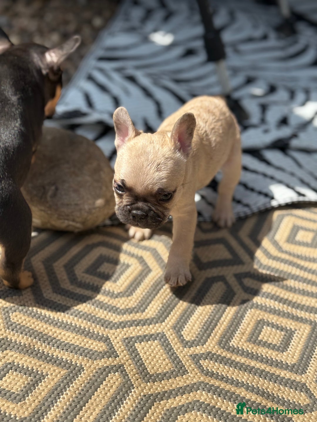 French Bulldog dogs for sale: Beautiful frenchie pups in Leeds - Image 7