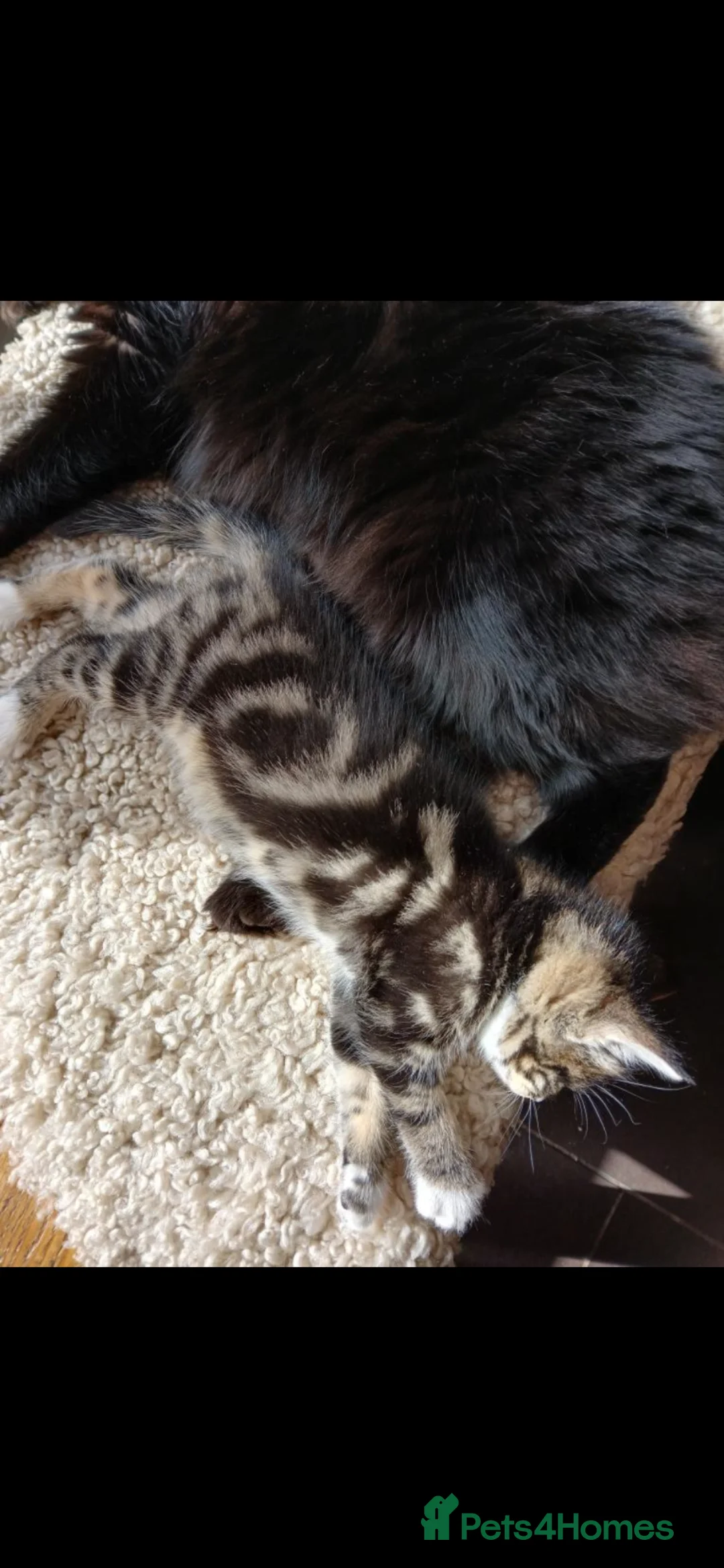 Mixed Breed cats for sale: 4 beautiful Kittens  - Advert 2