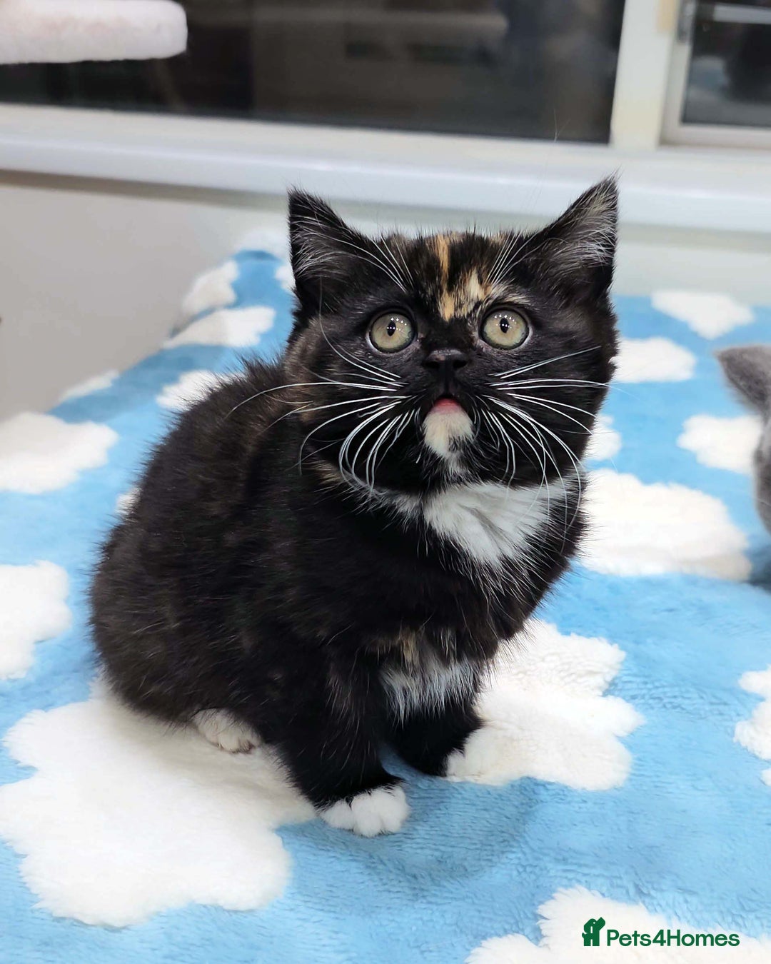 British Shorthair cats for sale: Lovely BSH/BLH Kittens Ready For New Home - Advert 10