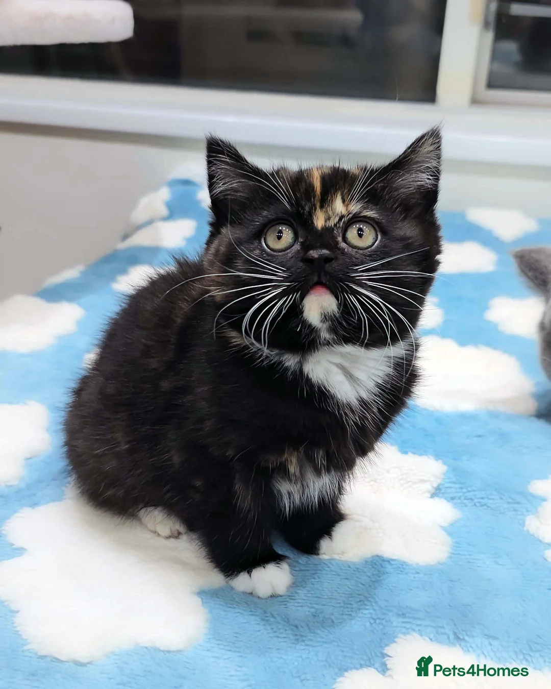 British Shorthair cats for sale: Last Available Calico Girl – Unique & Sweet Nature - Advert 17