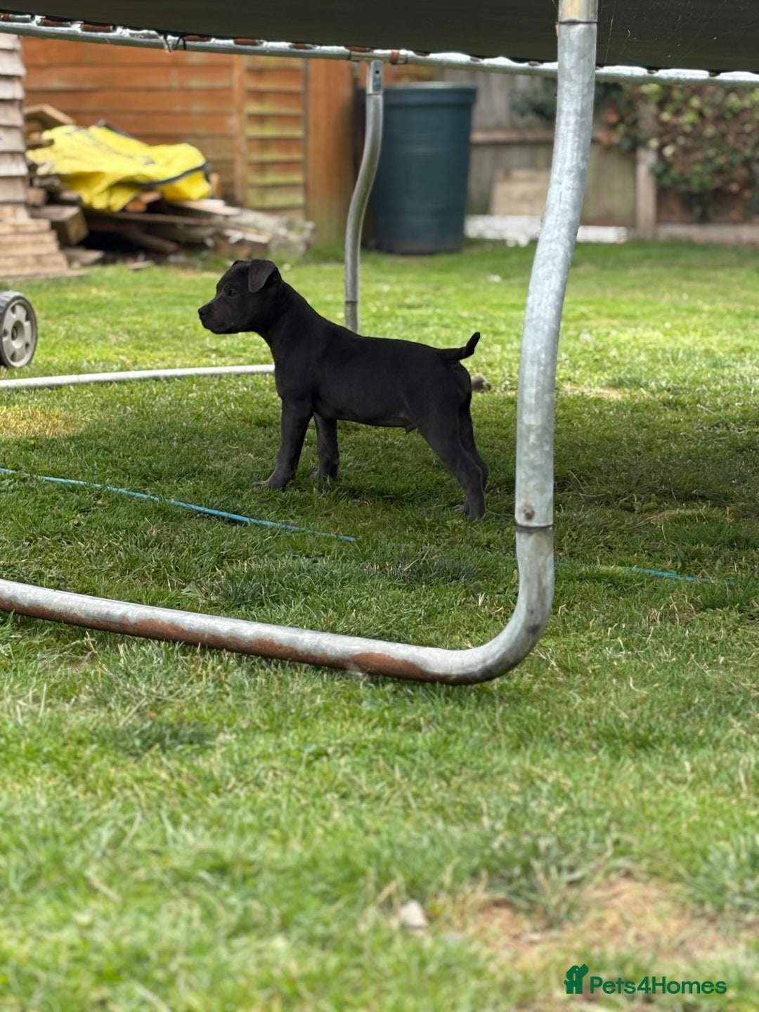 Staffordshire Bull Terrier dogs for sale: Stunning blue puppy  - Image 11