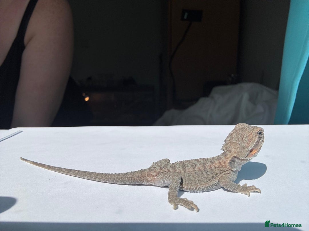 Bearded Dragon reptiles for sale: Baby beardies - Image 22