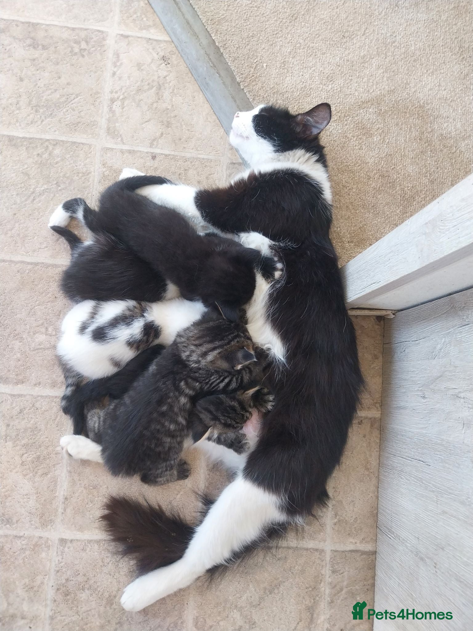 Mixed Breed cats Stunning kittens available in 4 weeks time.  - Advert 4