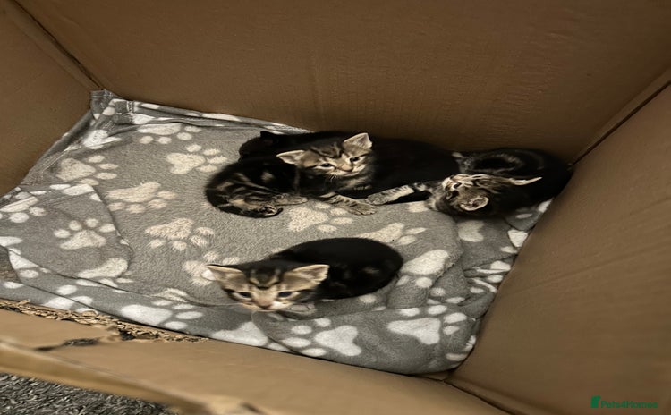 Bengal cats - Advert 1