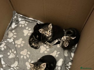 Bengal cats - Advert 27