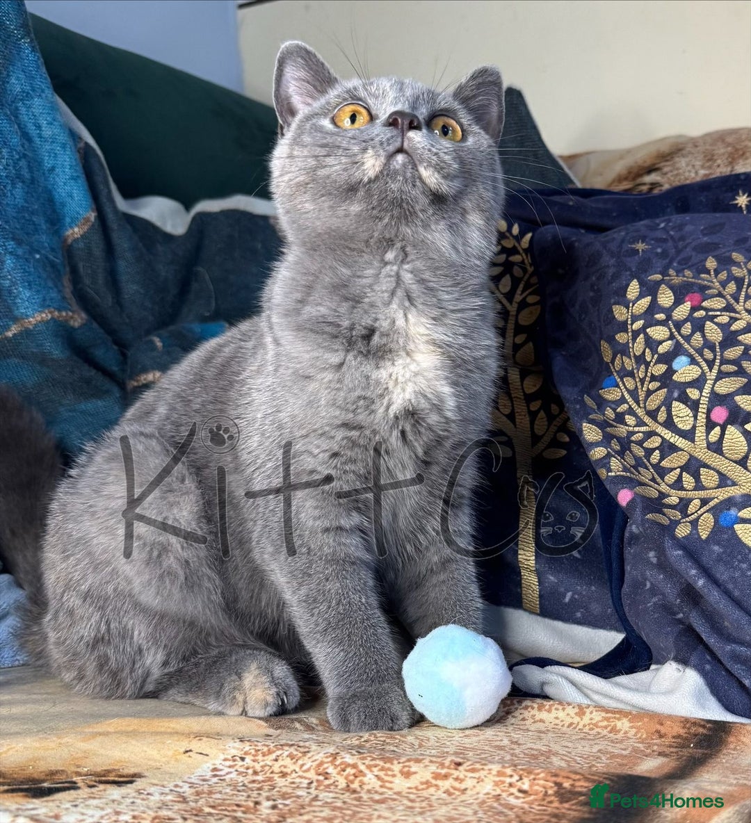 British Shorthair cats for sale: LAST 2 GCCF BSH Kittens – Ready NOW!! in Slough - Image 34
