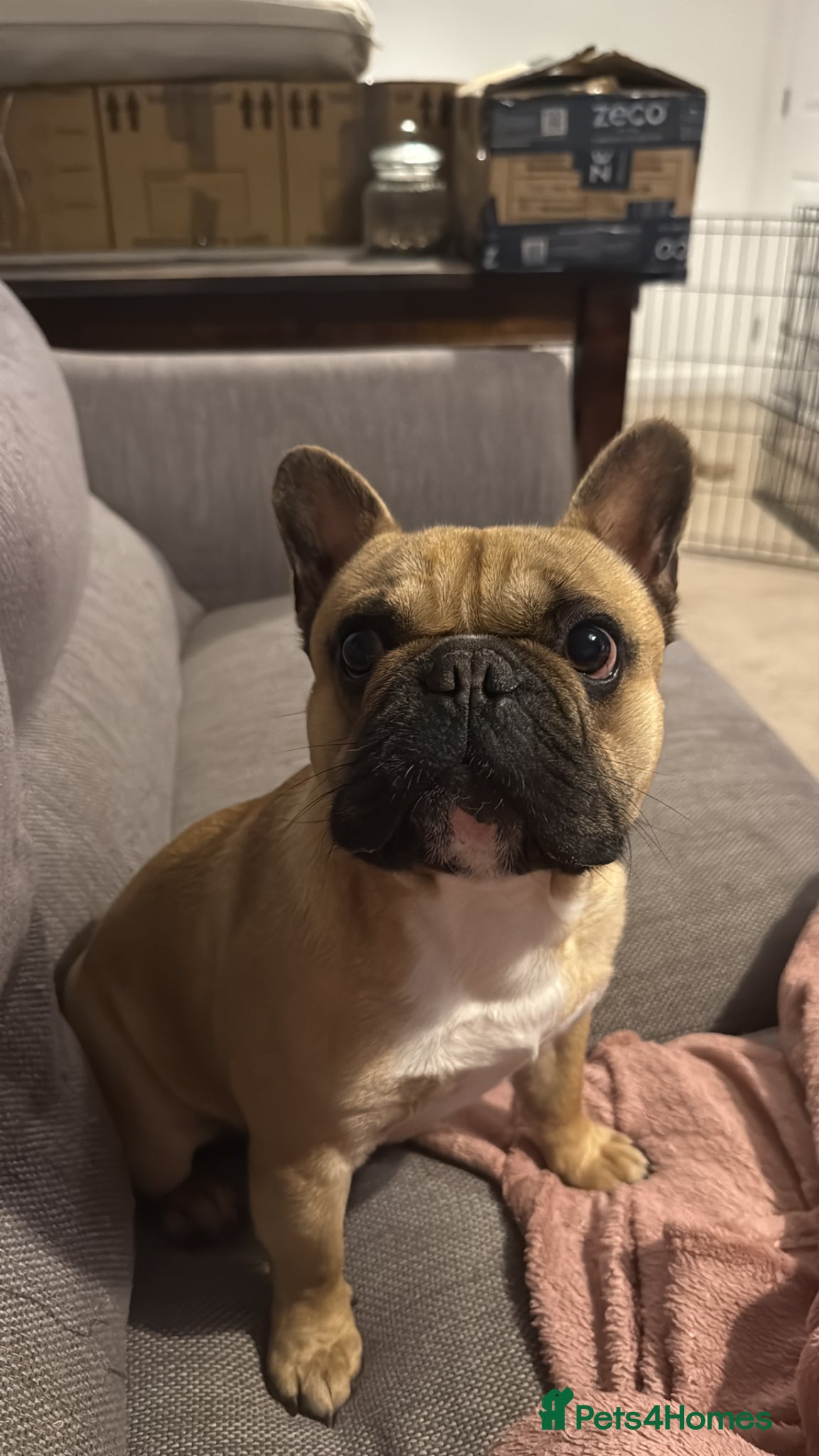 French Bulldog dogs Pure Breed French Bulldog for Stud - Advert 13