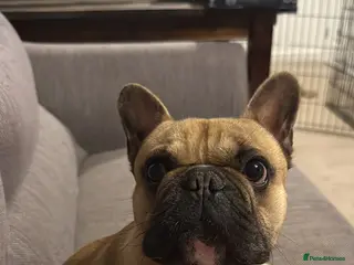 French Bulldog dogs Pure Breed French Bulldog for Stud - Advert 13