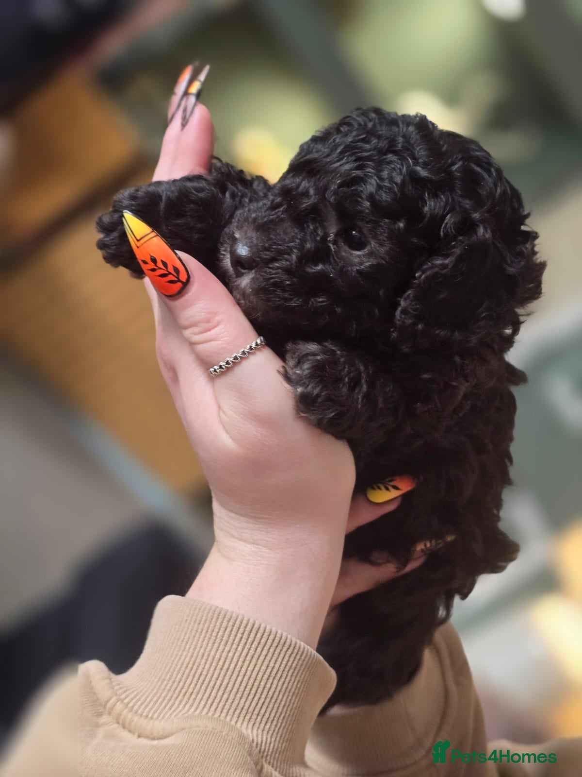 Toy Poodle dogs Last little black /white boy available  - Advert 1