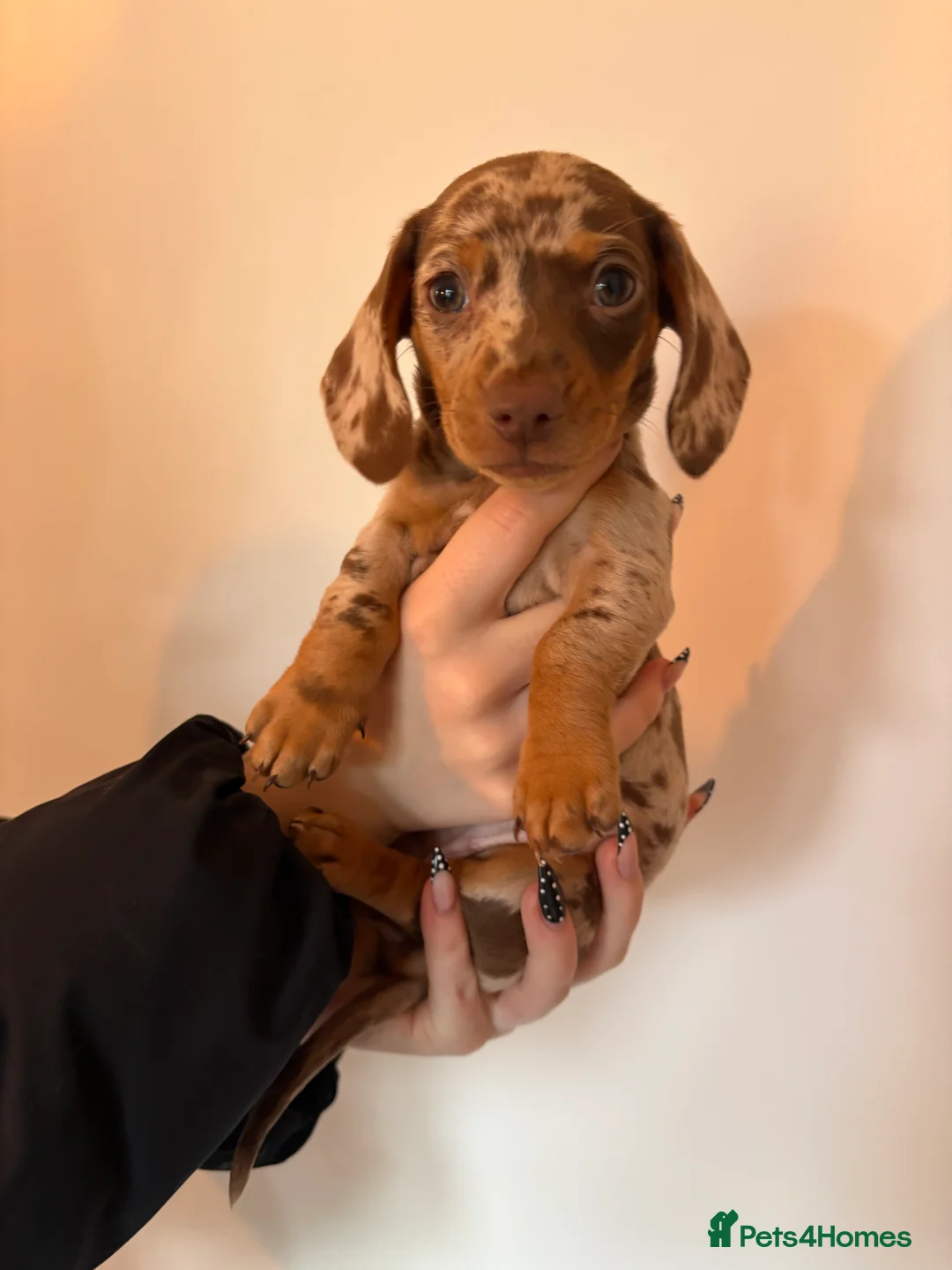 Miniature Dachshund dogs for sale: Perfect Miniature Dacshunds London/Kent - Advert 5