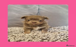 Chihuahua dogs for sale: Longhaired Chihuahua puppies  - Image 2