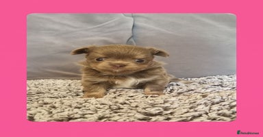 Chihuahua dogs - Advert 7