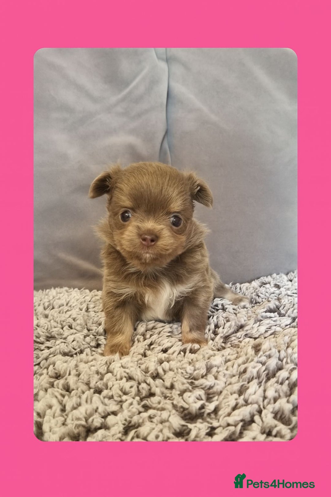 Chihuahua dogs for sale: Longhaired Chihuahua puppies  - Image 2