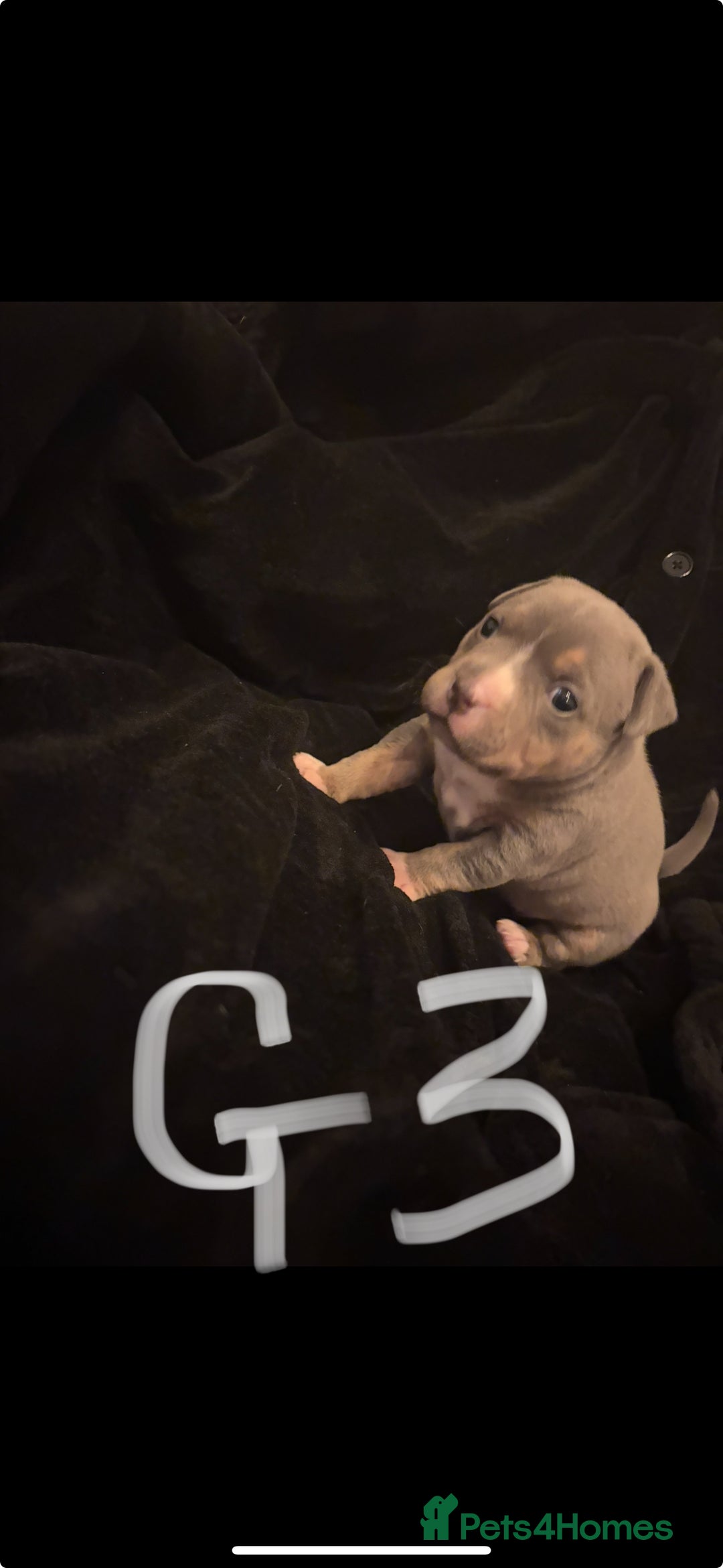 Mixed Breed dogs for sale: 4 American bulldog/staffy pups  - Advert 3