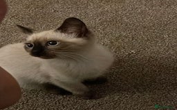 British Shorthair cats for sale: Reduced- BRITISH BLUE SHORTHAIR RAG DOLL KITTENS in Wigan - Image 22