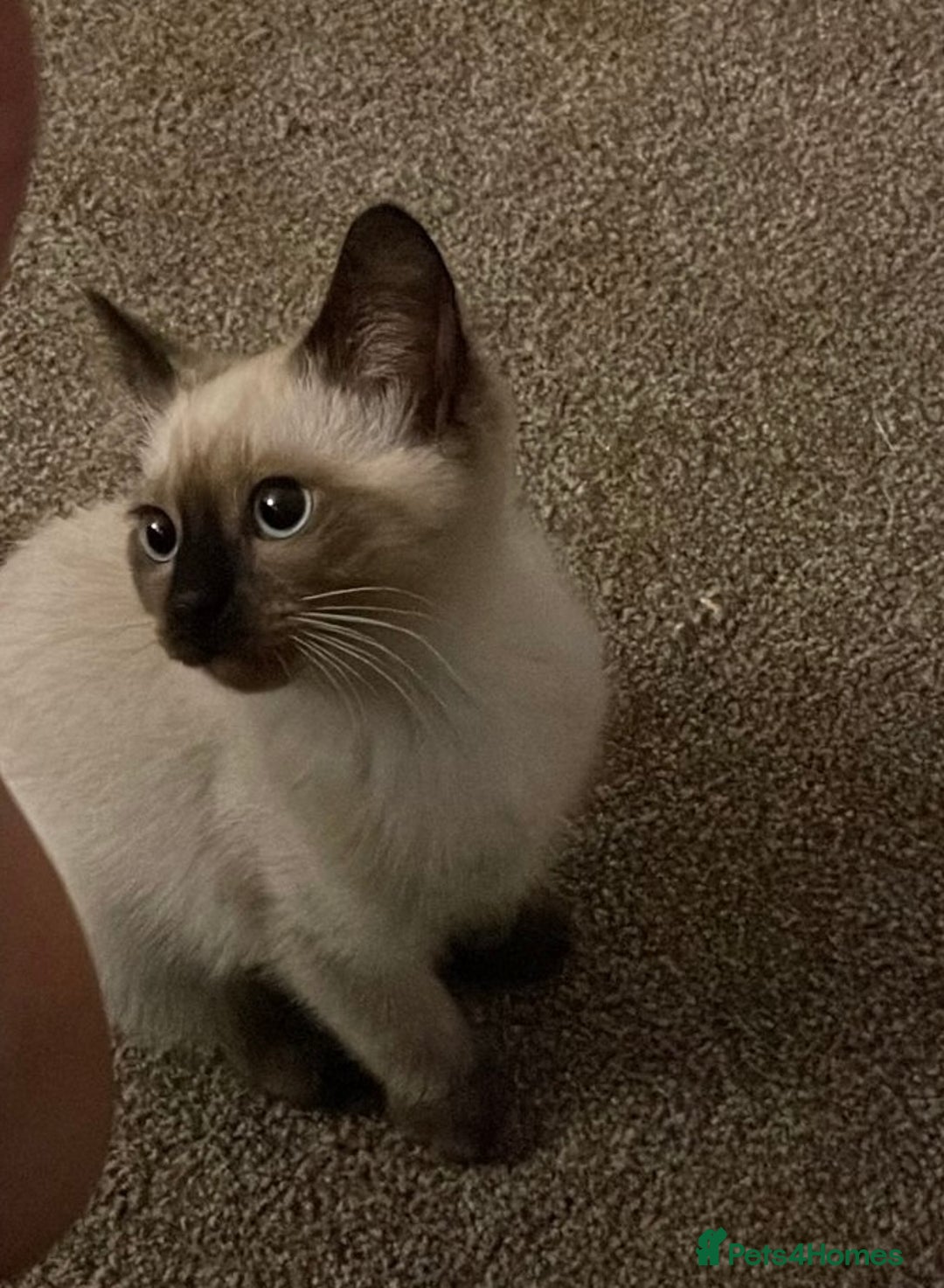British Shorthair cats for sale: Reduced- BRITISH BLUE SHORTHAIR RAG DOLL KITTENS in Wigan - Image 22