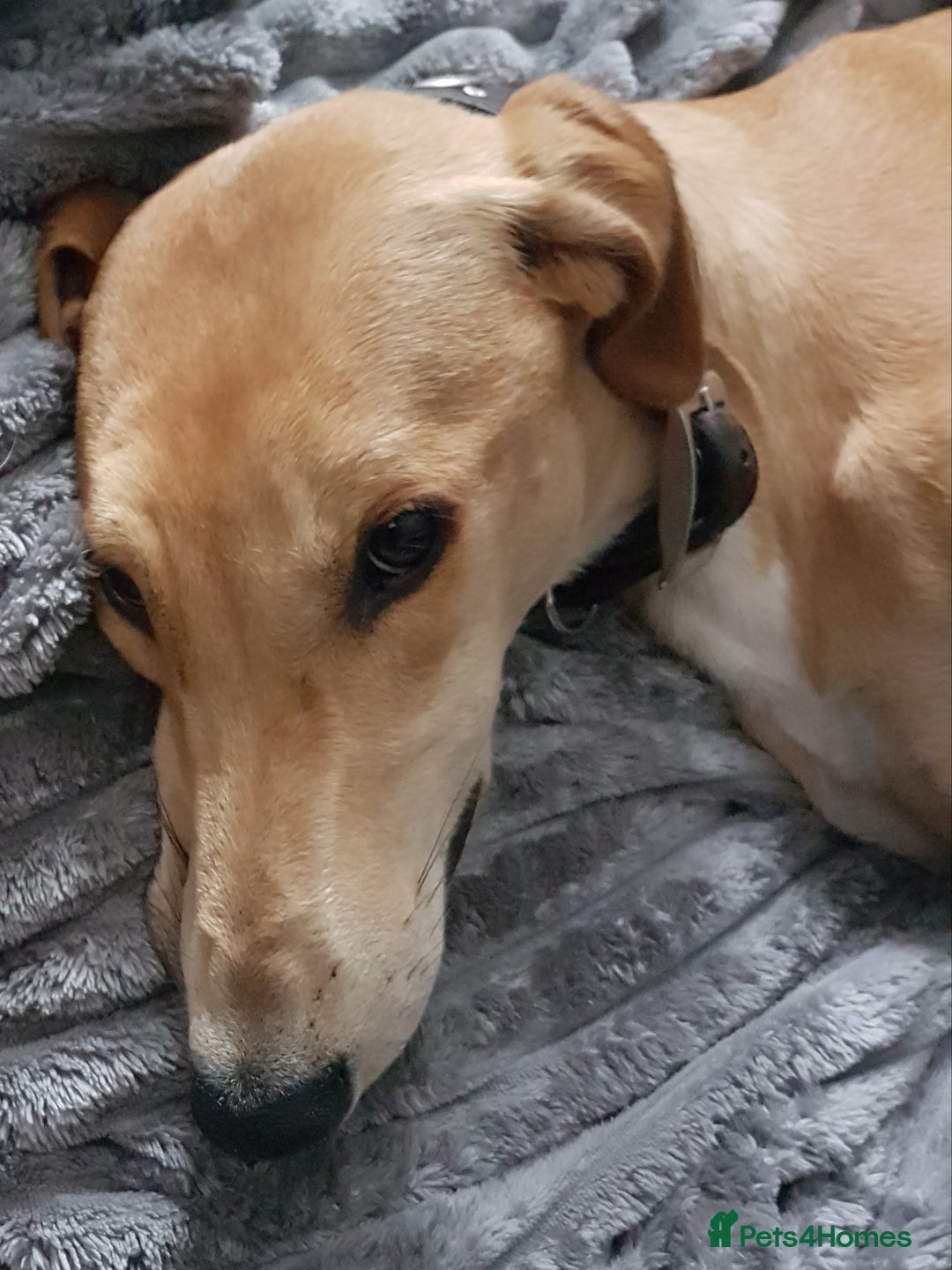Mixed Breed dogs for sale: Saluki greyhound male  - Advert 6