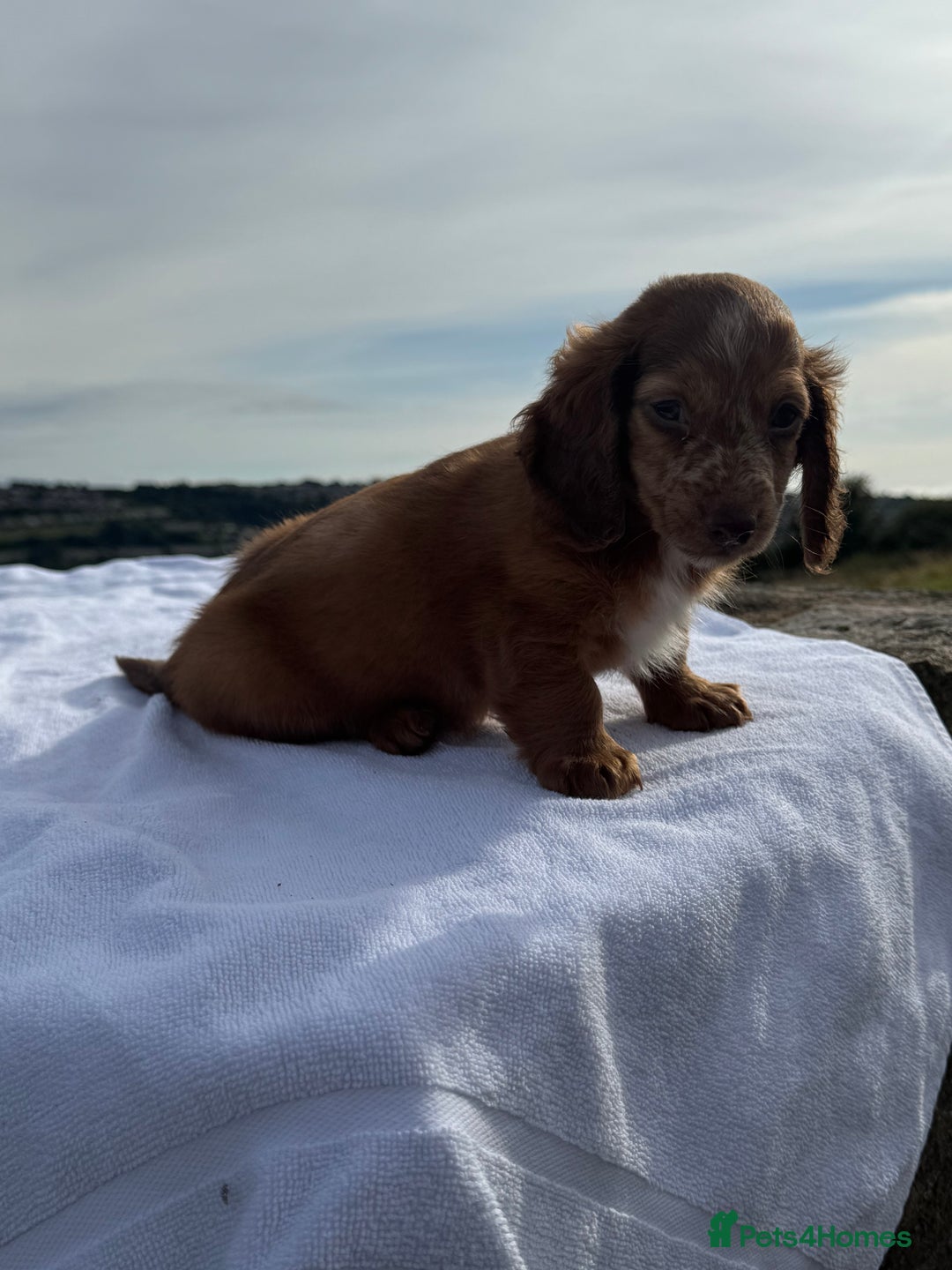 Miniature Dachshund dogs for sale: Last 2 long hair dachshund boys ready  - Image 7
