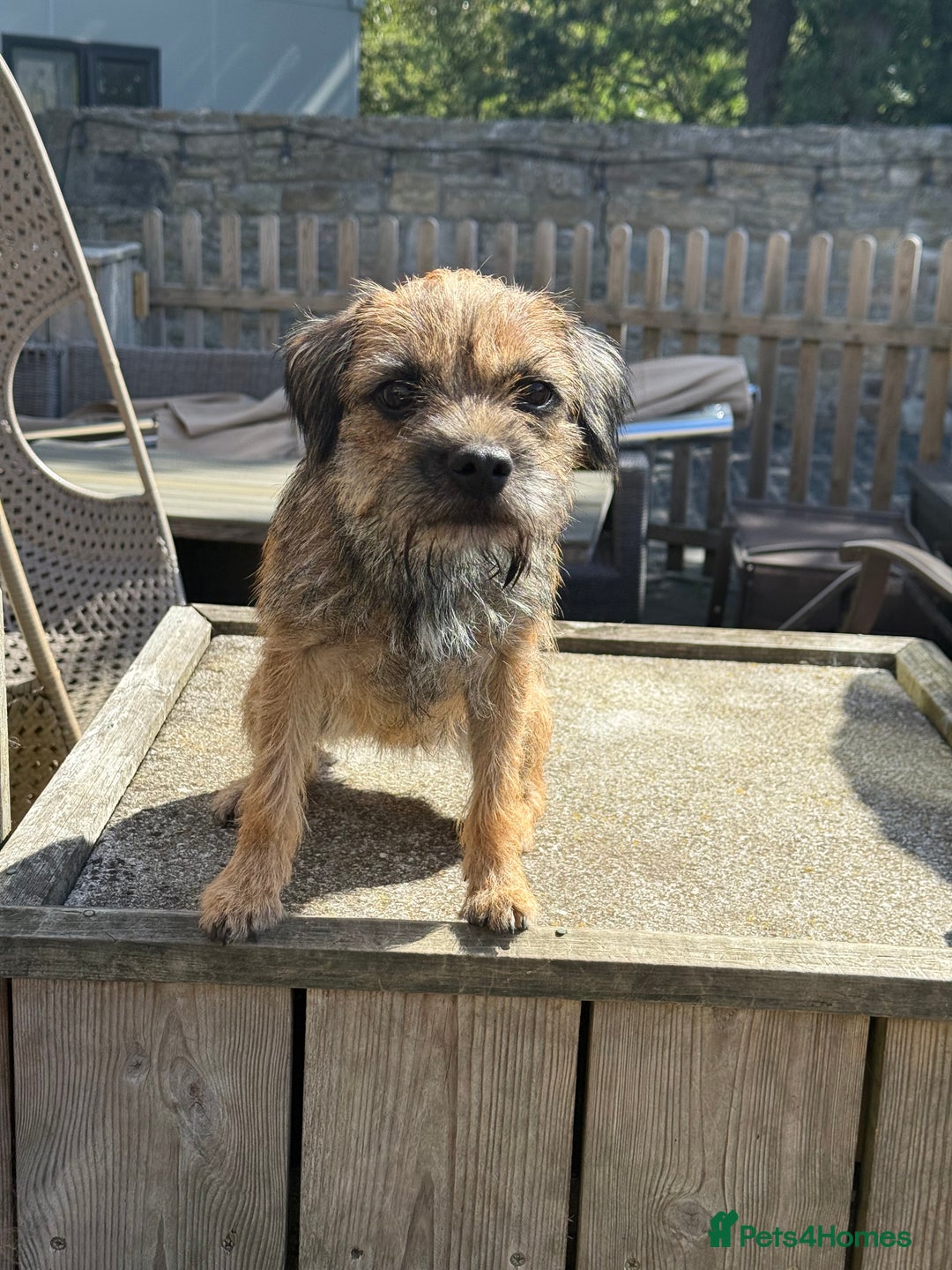Border Terrier dogs for sale: KC Grizzle & Tan Border Terrier - Image 6