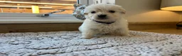 Golden Retriever dogs for sale: Our beautiful golden retriever pups - Advert 28