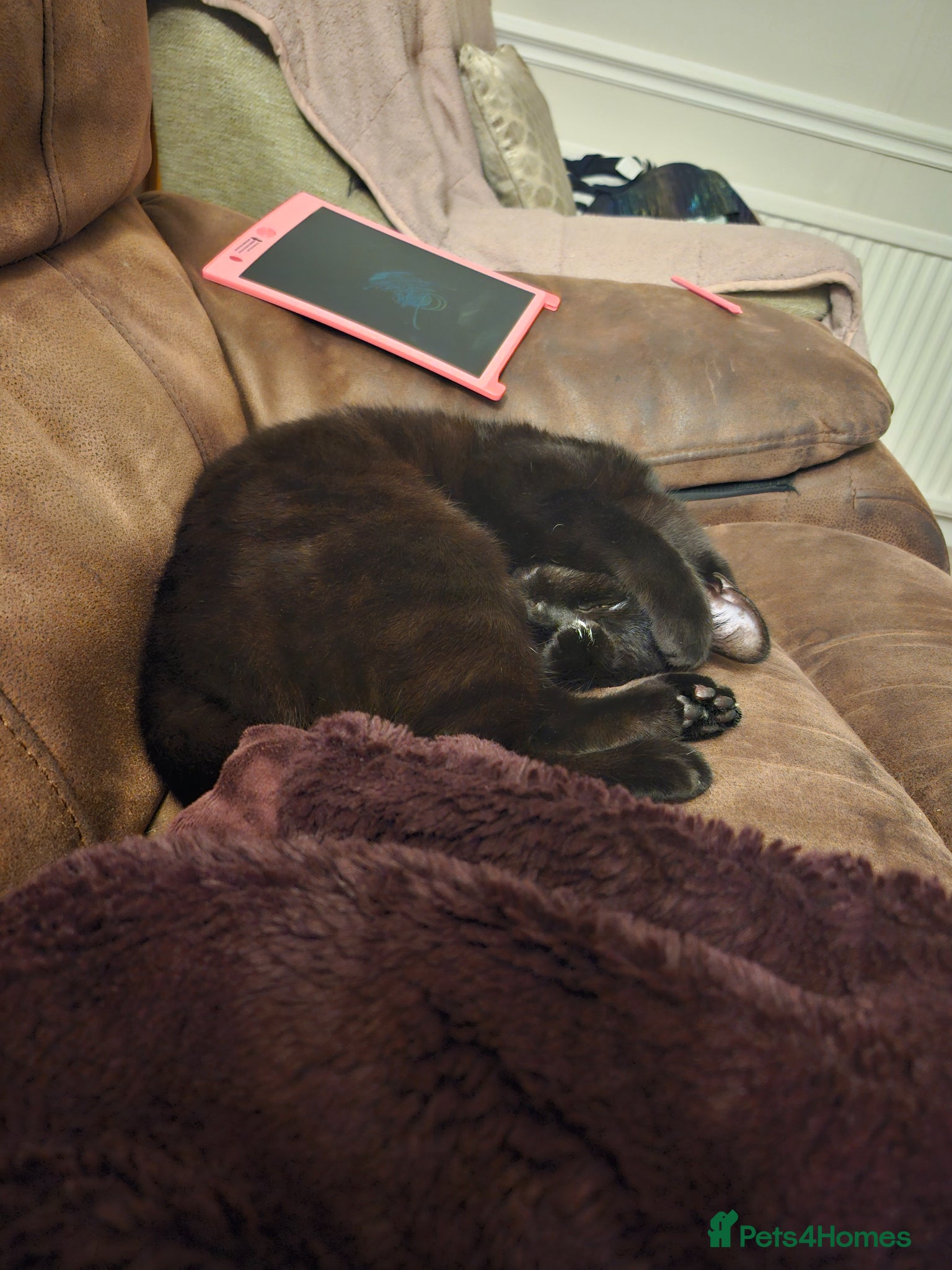 Mixed Breed cats for sale: Maeve- Cat - Advert 12