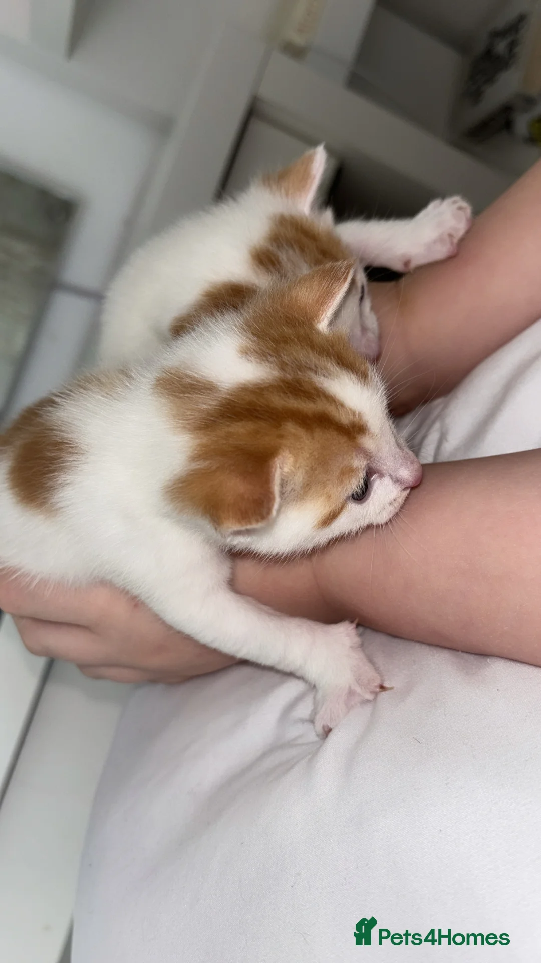 Mixed Breed cats for sale: Kitten  - Advert 1