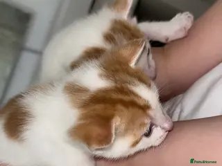 Mixed Breed cats Kitten - Advert 12