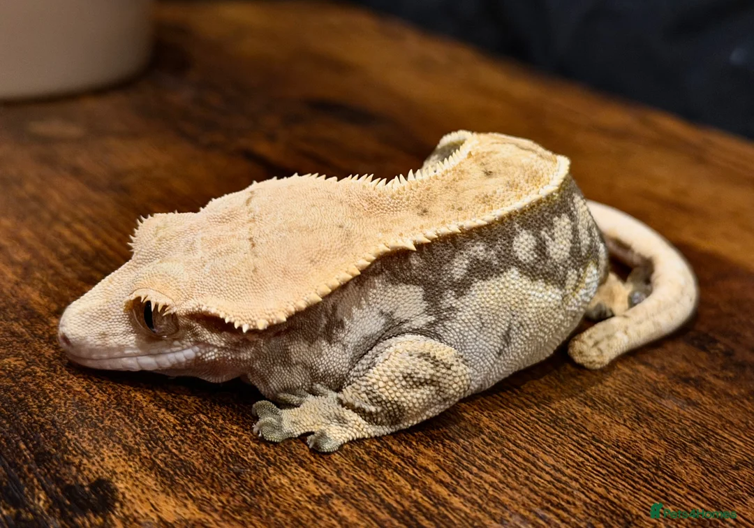 Gecko reptiles for sale: Beautiful Female Harlequin Crested Gecko - Advert 2