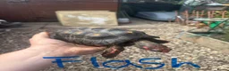 Tortoise reptiles for sale: Trio red footed tortoises - Advert 6