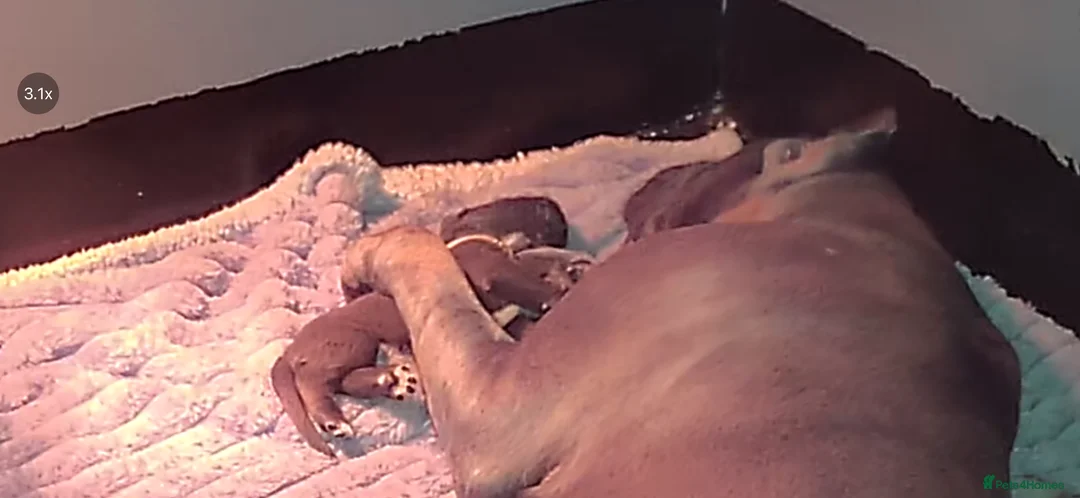 Cane Corso dogs for sale:  World Monographic Winner Bloodline puppies - Advert 6