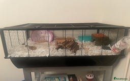 Hamster rodents for sale: Female russian dwarf hamster  - Image 3