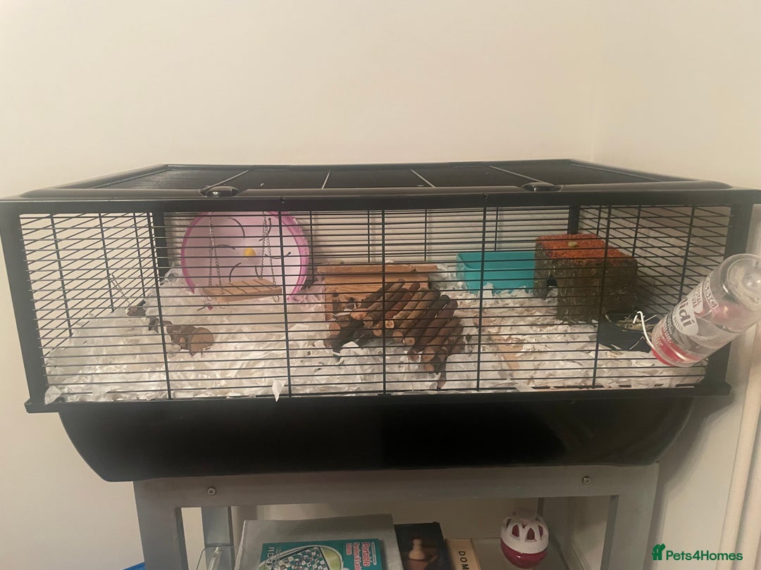 Hamster rodents for sale: Female russian dwarf hamster  - Image 3