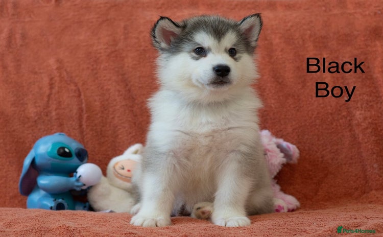 Alaskan Malamute dogs - Advert 6