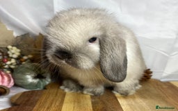 Mini Lop rabbits for sale: Beautiful Baby Mini lop Doe - Image 3