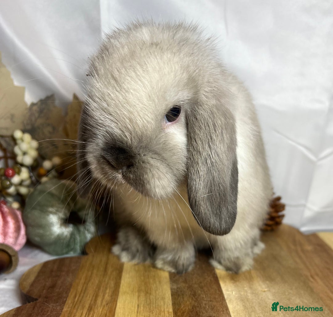Mini Lop rabbits for sale: Beautiful Baby Mini lop Doe - Image 3