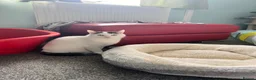 Domestic Shorthair cats for sale: 2 Bonded Brothers looking for a new home - Advert 9