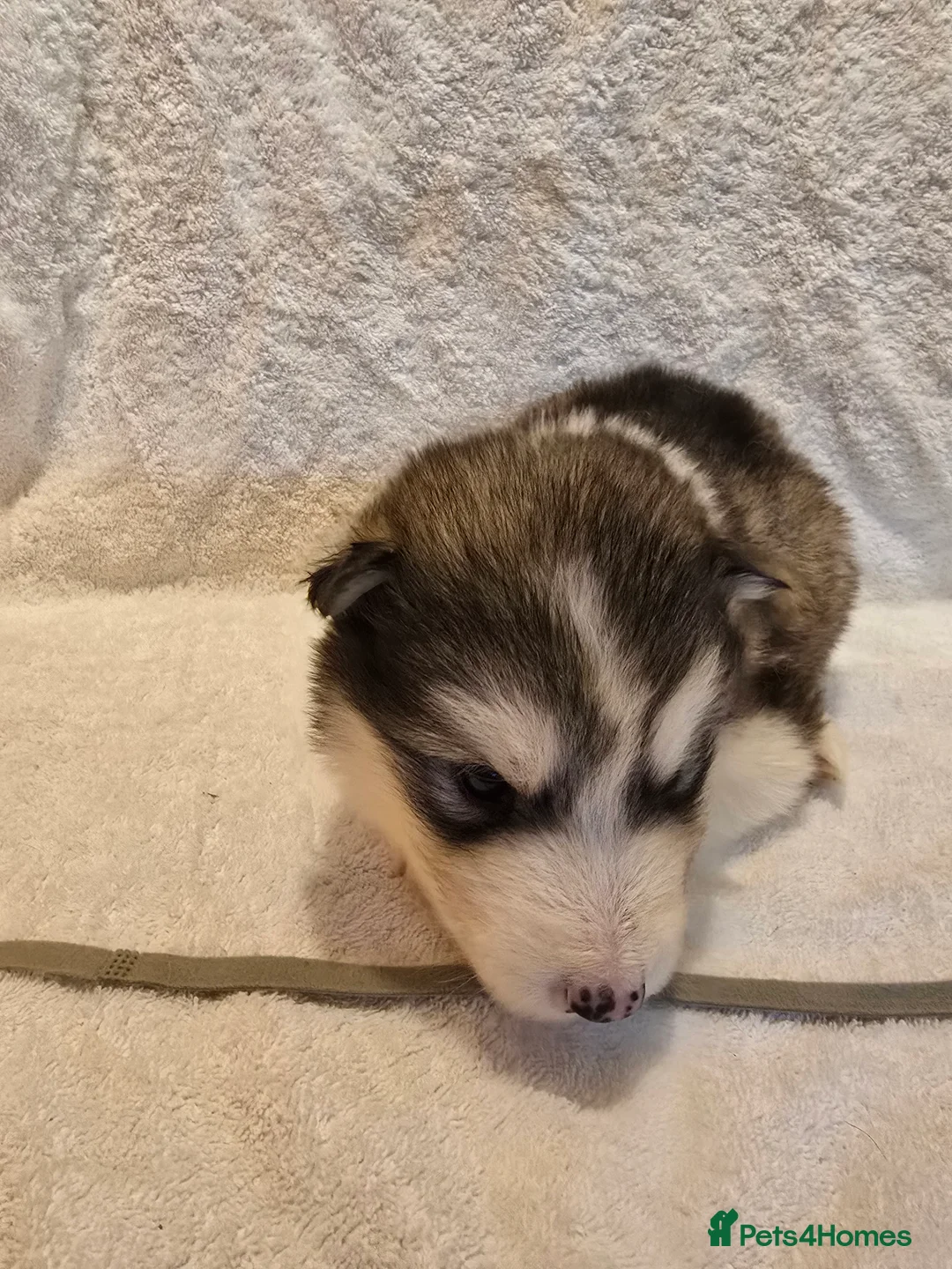 Alaskan Malamute dogs for sale: Pure Alaskan Malamute - Advert 6