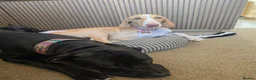 Mixed Breed dogs for sale: Meadow needs a better life  in Lincoln - Advert 2