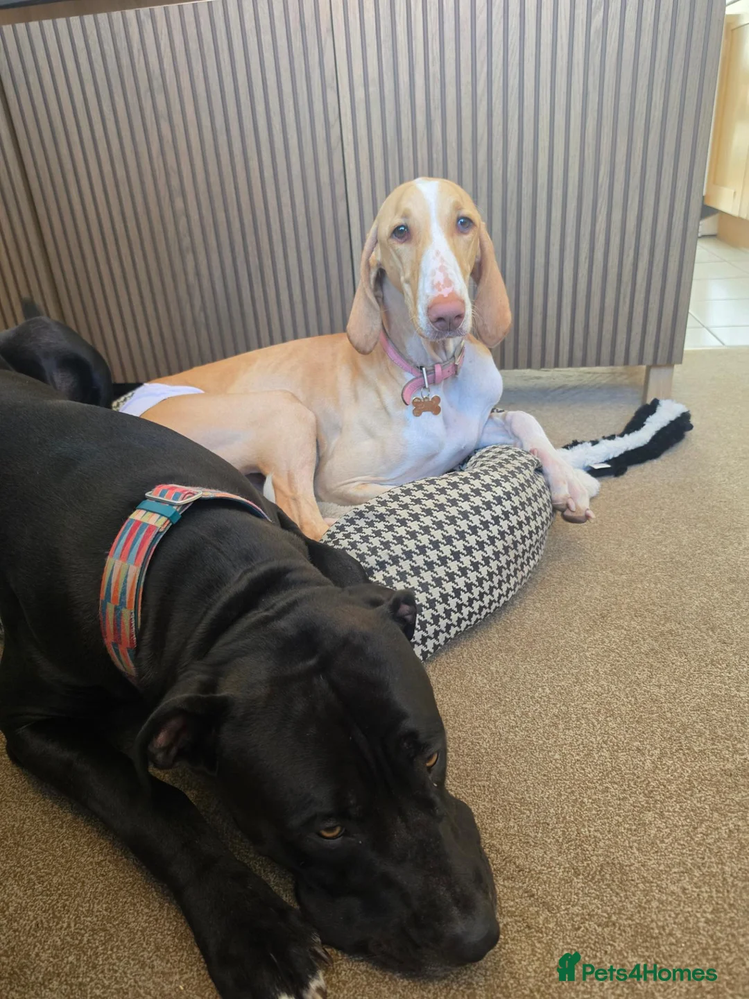 Mixed Breed dogs for sale: Meadow needs a better life  in Lincoln - Advert 2