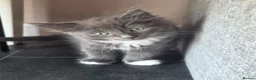 Mixed Breed cats for sale: 5 Gorgeous Grey Galoofs  - Advert 7