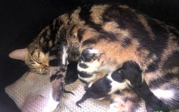Mixed Breed cats for sale: Loving kittens for sale  - Image 5
