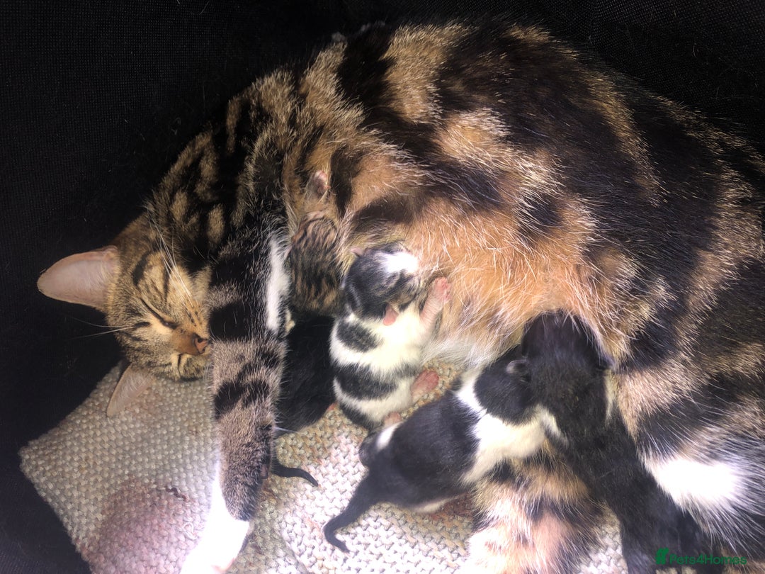 Mixed Breed cats for sale: Loving kittens for sale  - Image 5