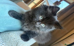 Ragdoll cats for sale: Longhair ragdoll kittens  - Advert 8