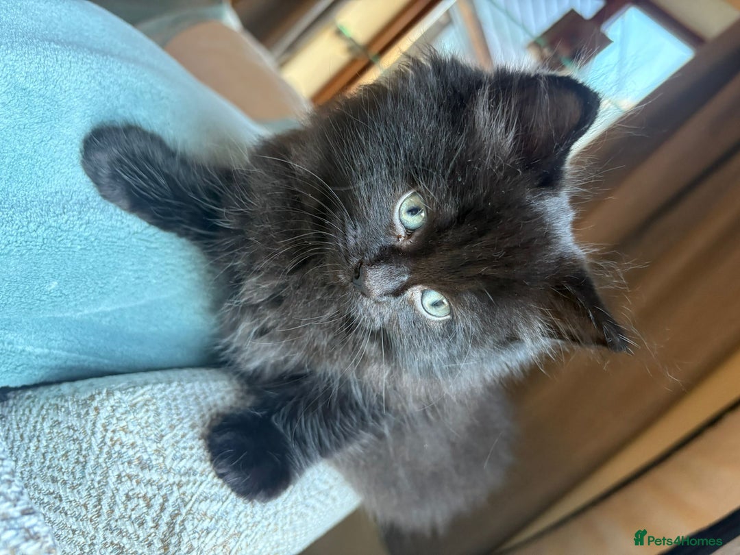 Ragdoll cats for sale: Longhair ragdoll kittens  - Advert 8