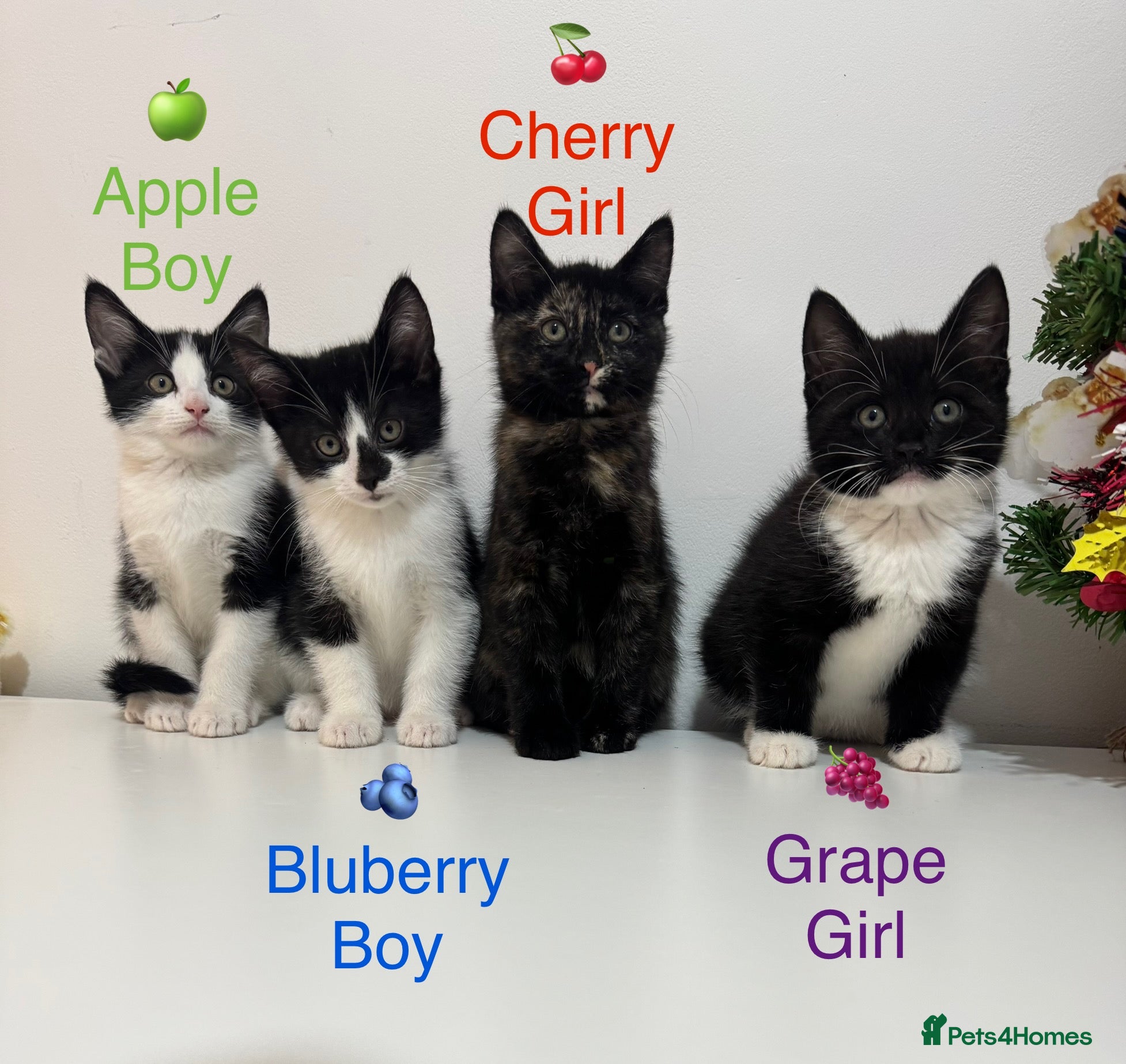 Mixed Breed cats Kittens ready now - Advert 1