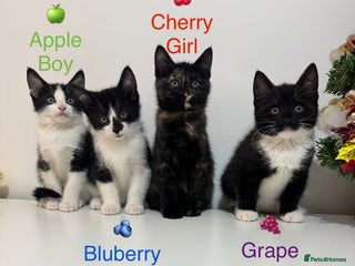 Mixed Breed cats Kittens ready now - Advert 1