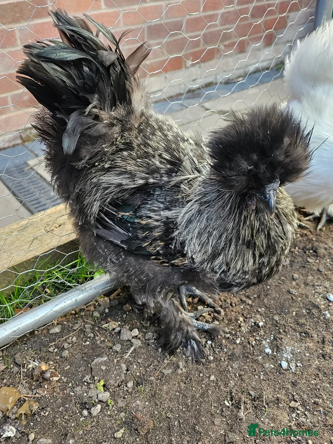 Chickens poultry for sale: Silkie Cockerel – Stunning Rare Colour - Advert 1