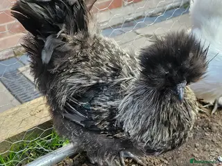 Chickens poultry Silkie Cockerel – Stunning Rare Colour - Advert 13