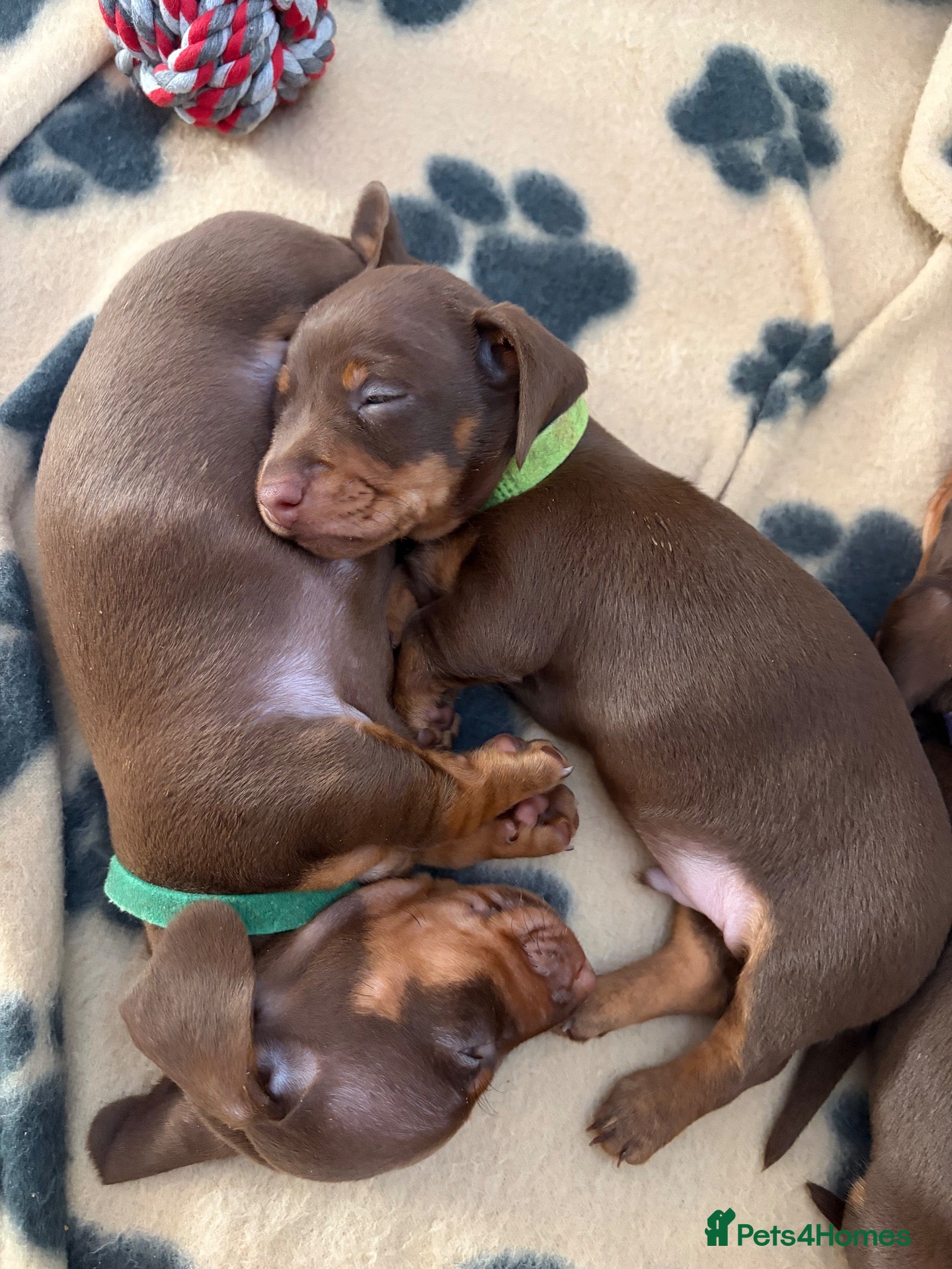 Miniature Dachshund dogs Excellent Miniature Dachshund Puppies  - Advert 19