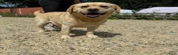 Labrador Retriever dogs for sale: 3 labs needing a new home - Advert 1